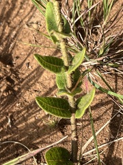 Asclepias albens