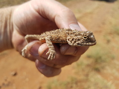 Agama aculeata distanti