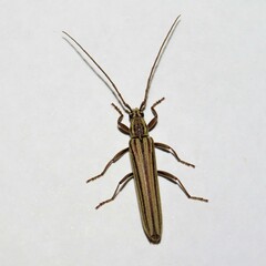 Uracanthus strigosus