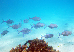 Ferdauia ferdau
