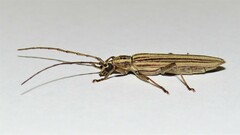 Uracanthus strigosus