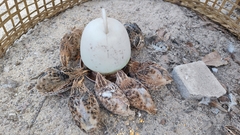 Coturnix