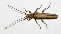 Uracanthus strigosus