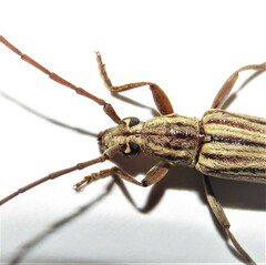 Uracanthus strigosus