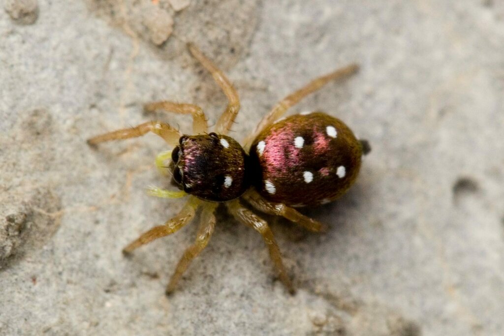 Heliophanillus fulgens