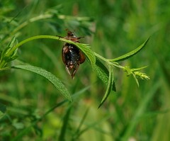 Stachys recta