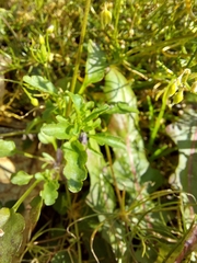 Viola kitaibeliana