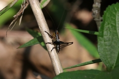 Conocephalus melaenus