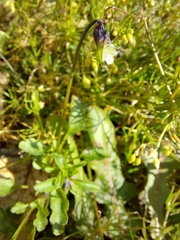 Viola kitaibeliana