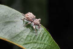 Leptopius tetraphysodes