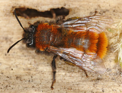 Andrena fulva