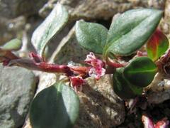 Polygonum cognatum