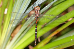 Austroaeschna pulchra