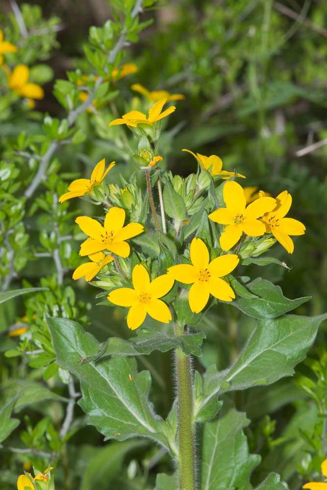Lindheimera texana
