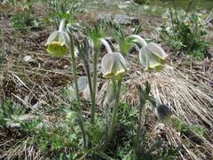 Pulsatilla campanella