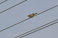 Acrocephalus stentoreus