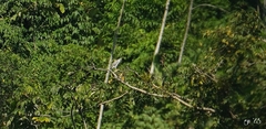 Buteo nitidus