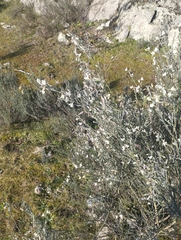 Cytisus multiflorus
