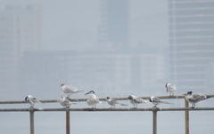 Sterna hirundo hirundo