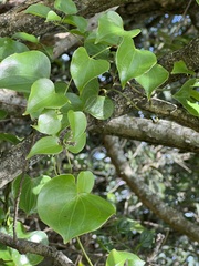 Dioscorea sylvatica