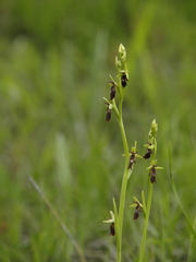 Ophrys insectifera