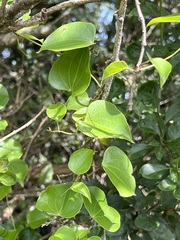 Dioscorea sylvatica