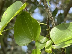 Dioscorea sylvatica