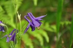 Aquilegia vulgaris
