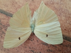 Phoebis neocypris