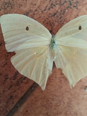 Phoebis neocypris