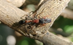 Myrmarachne melanocephala