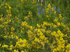 Chamaecytisus ruthenicus
