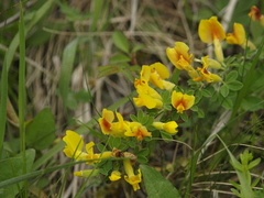 Chamaecytisus ruthenicus