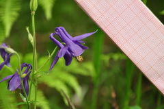 Aquilegia vulgaris