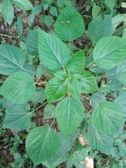 Euphorbiaceae