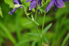 Aquilegia vulgaris