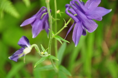 Aquilegia vulgaris