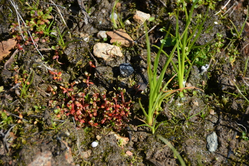 Image of Koenigia islandica by no rights reserved