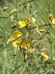 Chamaecrista mimosoides