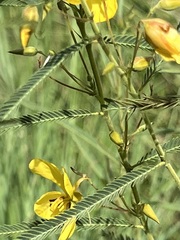 Chamaecrista mimosoides