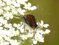 Anogcodes rufiventris