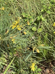 Chamaecrista mimosoides