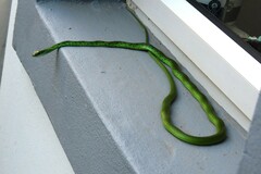 Philothamnus semivariegatus