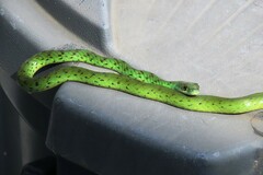 Philothamnus semivariegatus