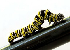 Egybolis vaillantina