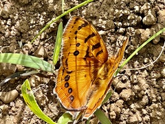 Catacroptera cloanthe