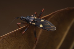 Acanthaspis geniculata