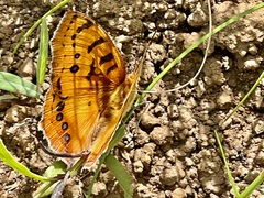Catacroptera cloanthe
