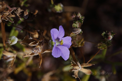Erodium cygnorum