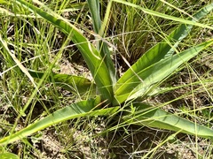 Merwilla plumbea